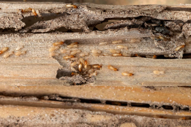 Wasp Removal Services in Greenback, TN
